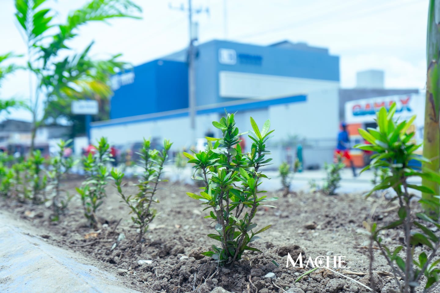 Detail — new hedgerows rooted along the median.